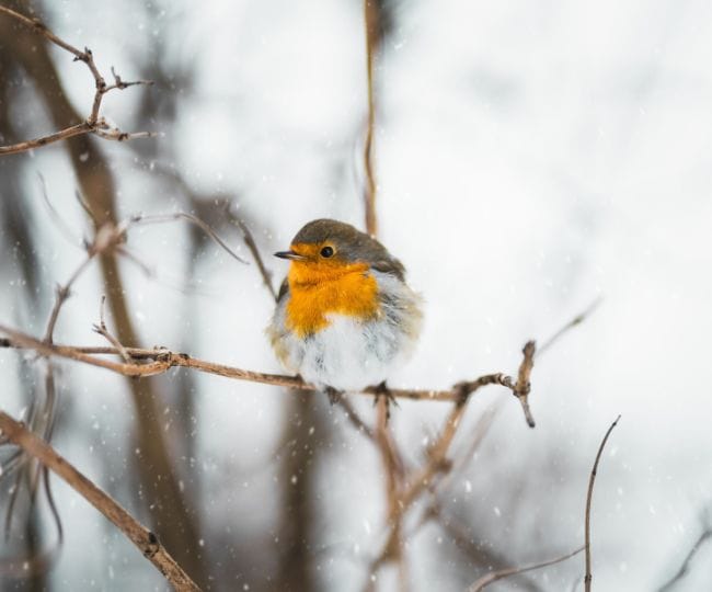 animals at imbolc