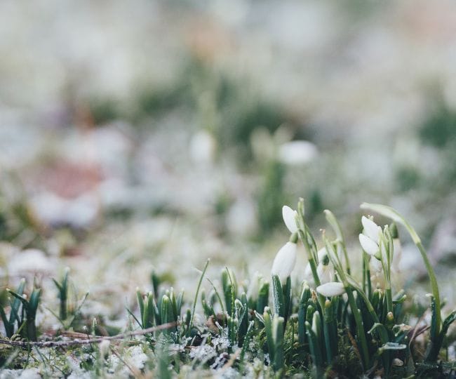 imbolc