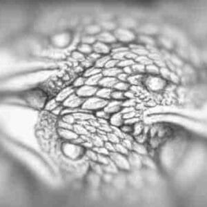 Discounted Animal, Plant, Stone - Self-Paced