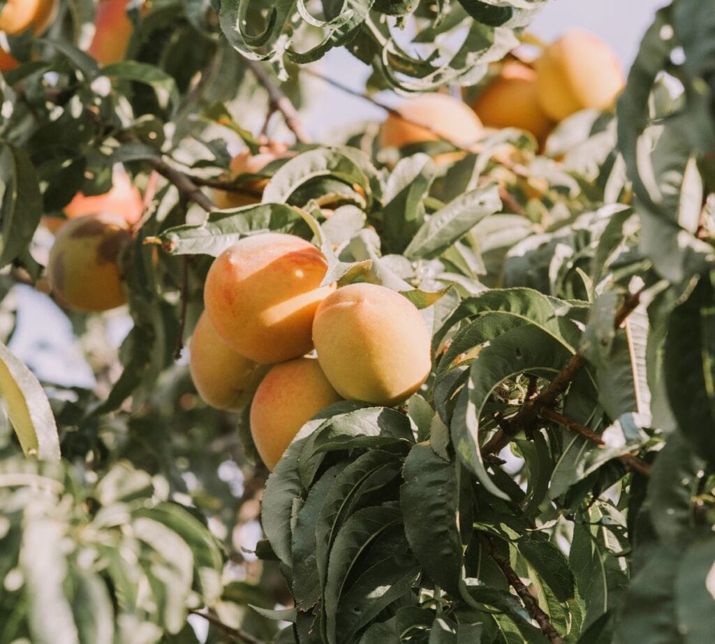Lammas - fruits