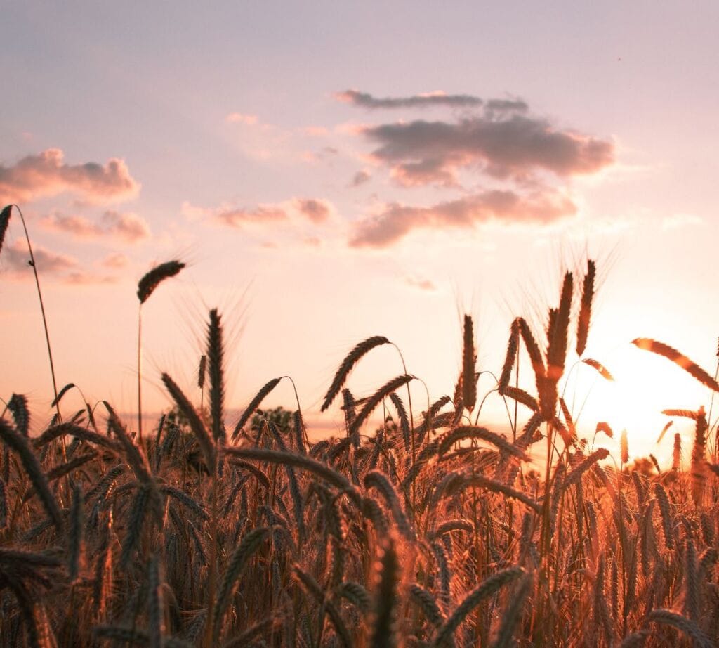 Lammas harvest