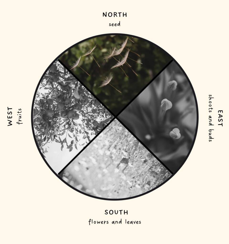 plant cycle