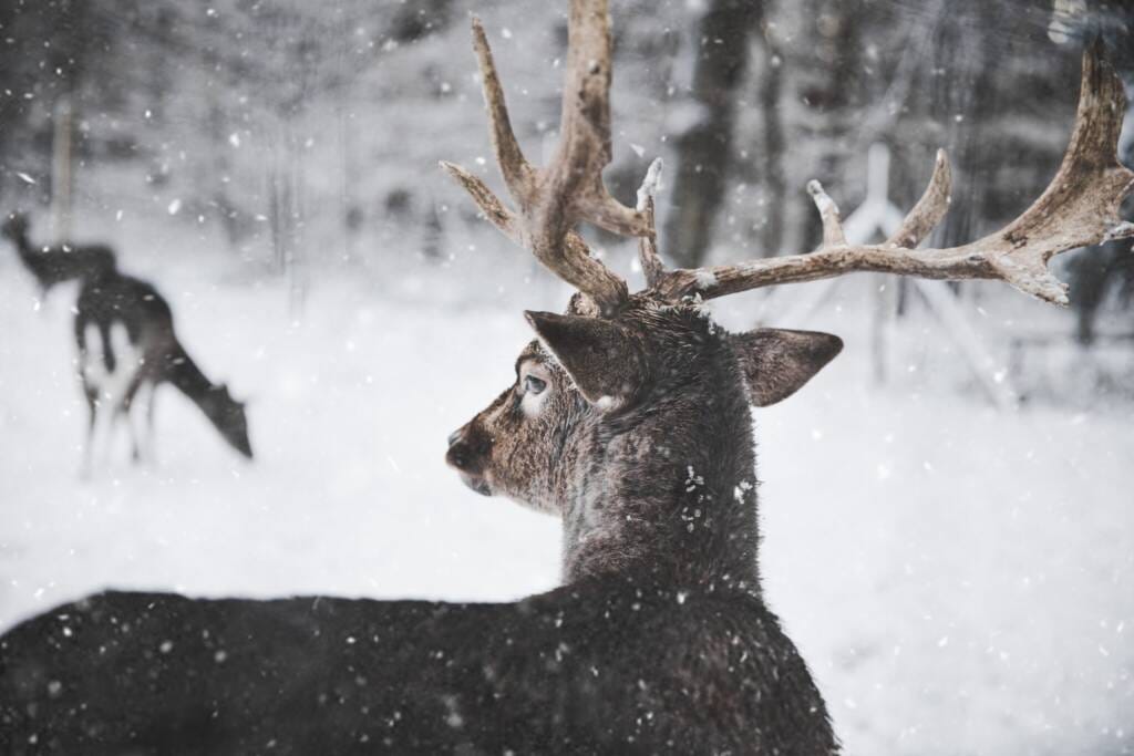 winter solstice