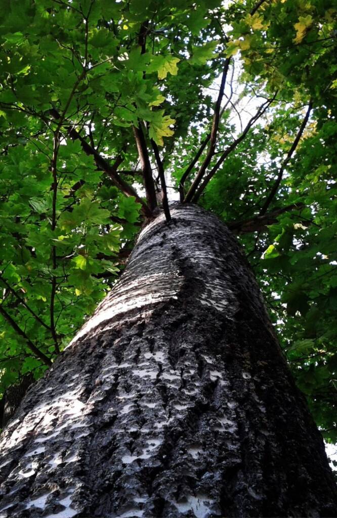 tree lower world