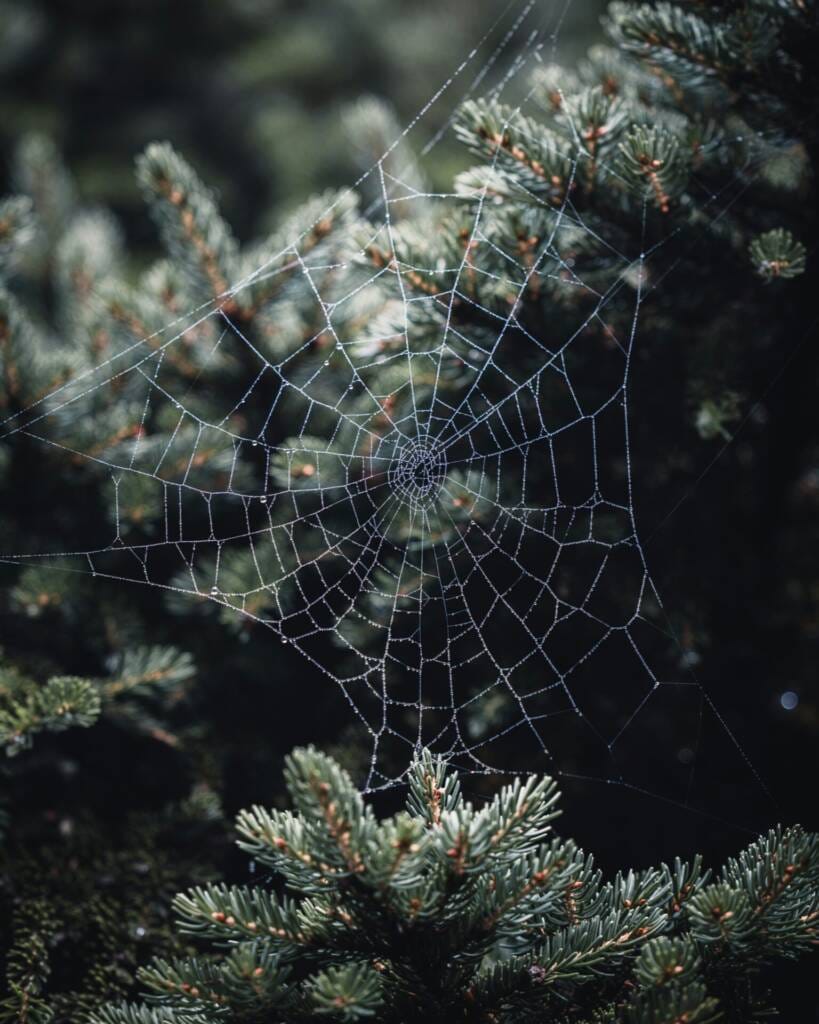 spider web