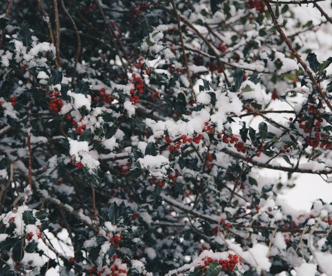 imbolc nature