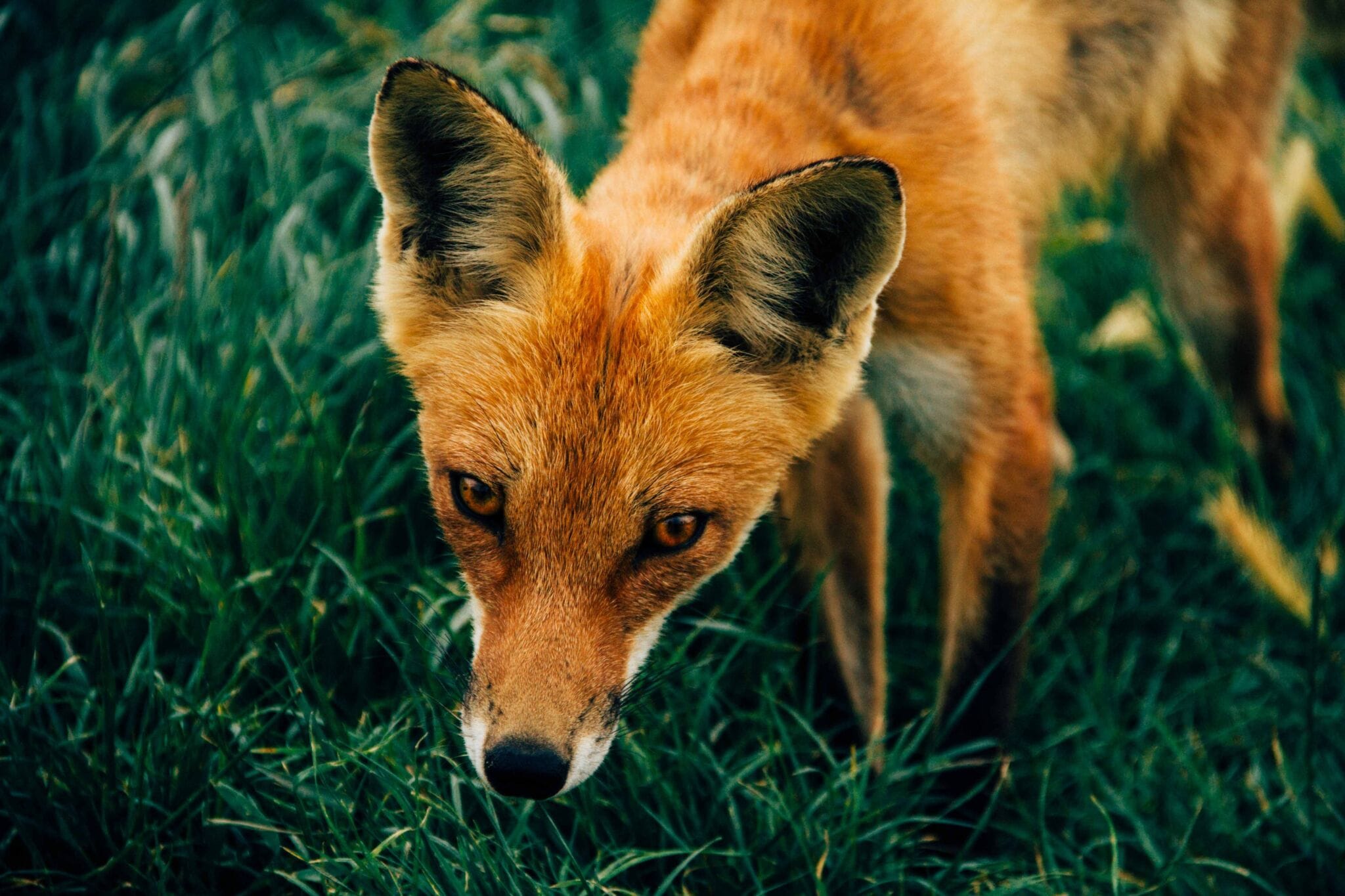 fox spirit animal